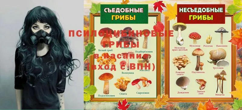 shop наркотические препараты  Курск  Галлюциногенные грибы Cubensis 